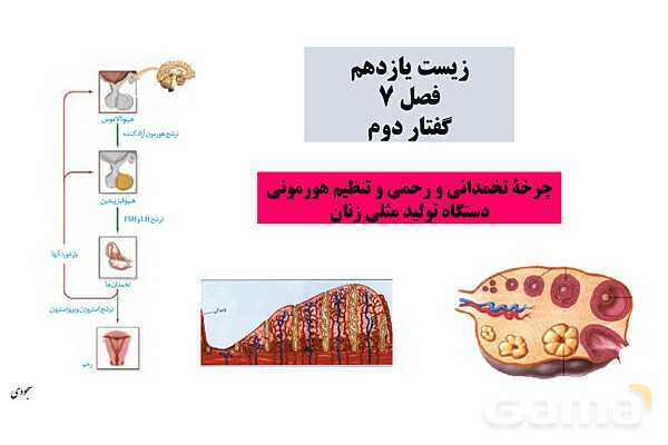 پاور چرخۀ تخمدانی و رحمی و تنظیم هورمونی دستگاه تولیدمثلی زنان- پیش نمایش