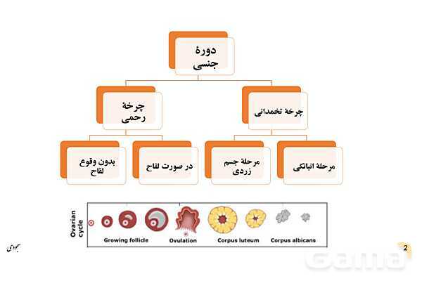 پاور چرخۀ تخمدانی و رحمی و تنظیم هورمونی دستگاه تولیدمثلی زنان- پیش نمایش