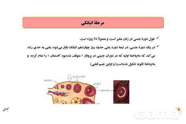 پاور چرخۀ تخمدانی و رحمی و تنظیم هورمونی دستگاه تولیدمثلی زنان- پیش نمایش