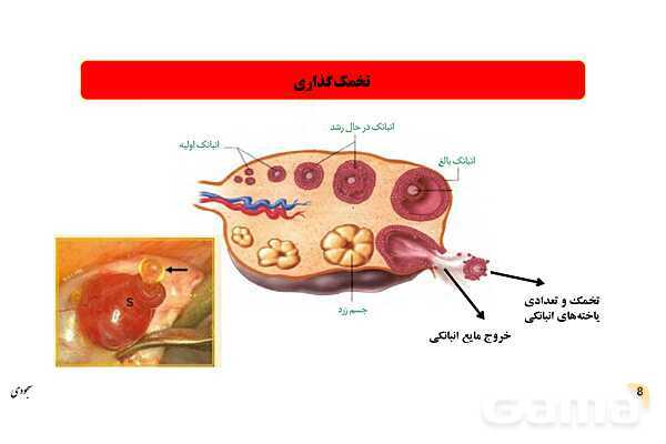 پاور چرخۀ تخمدانی و رحمی و تنظیم هورمونی دستگاه تولیدمثلی زنان- پیش نمایش