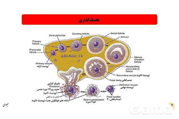 پاور چرخۀ تخمدانی و رحمی و تنظیم هورمونی دستگاه تولیدمثلی زنان- پیش نمایش