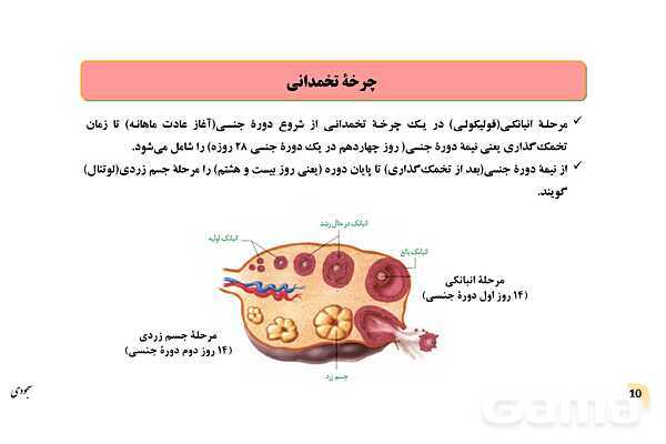 پاور چرخۀ تخمدانی و رحمی و تنظیم هورمونی دستگاه تولیدمثلی زنان- پیش نمایش