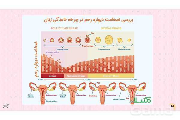 پاور چرخۀ تخمدانی و رحمی و تنظیم هورمونی دستگاه تولیدمثلی زنان- پیش نمایش
