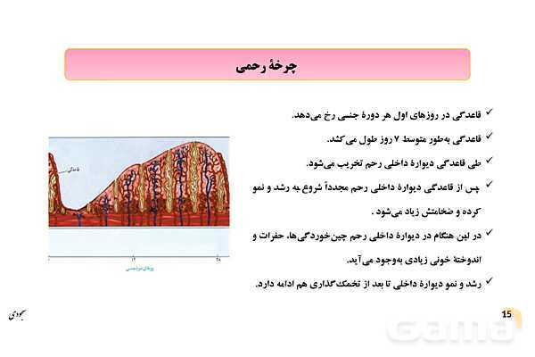 پاور چرخۀ تخمدانی و رحمی و تنظیم هورمونی دستگاه تولیدمثلی زنان- پیش نمایش