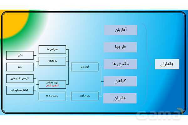 پاور علوم نهم | فصل 13 جانوران بی مهره - پیش نمایش
