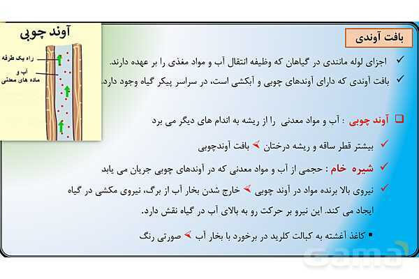 پاور علوم نهم فصل 12 | دنیای گیاهان - پیش نمایش