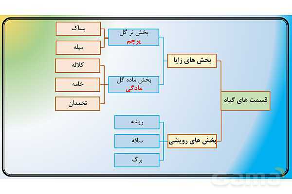 پاور علوم نهم فصل 12 | دنیای گیاهان - پیش نمایش