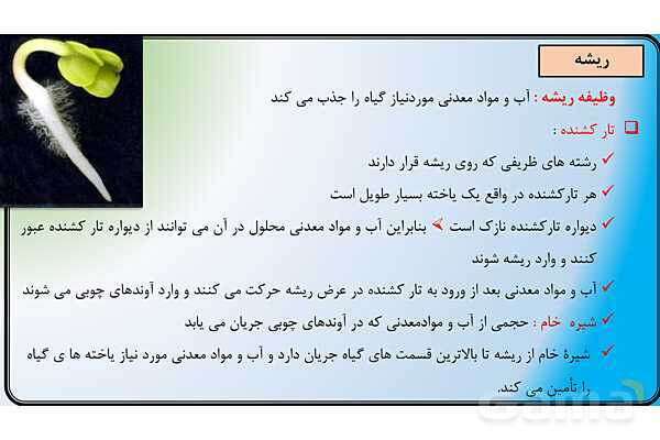 پاور علوم نهم فصل 12 | دنیای گیاهان - پیش نمایش