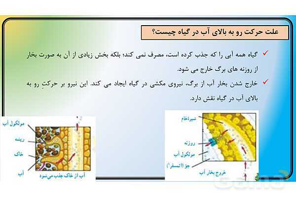 پاور علوم نهم فصل 12 | دنیای گیاهان - پیش نمایش