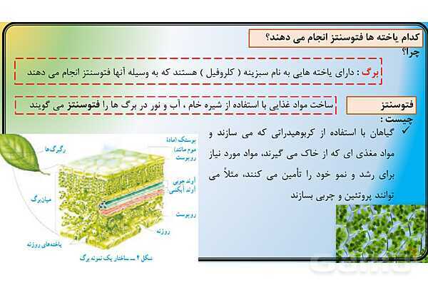 پاور علوم نهم فصل 12 | دنیای گیاهان - پیش نمایش