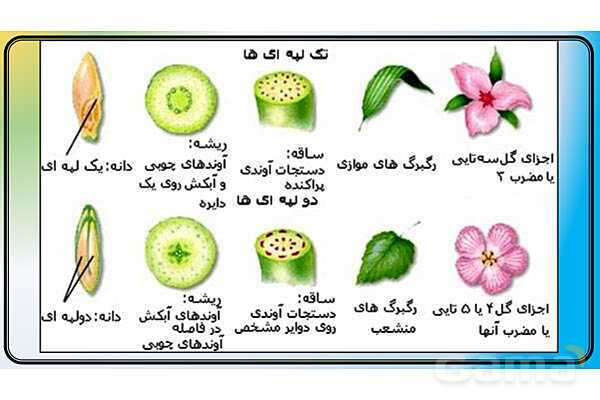 پاور علوم نهم فصل 12 | دنیای گیاهان - پیش نمایش