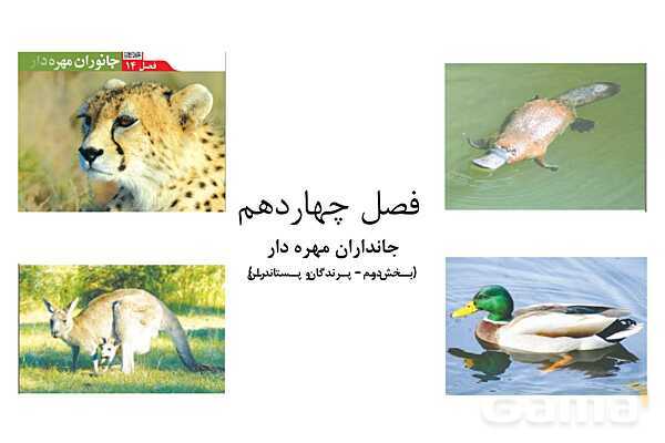 پاور علوم نهم فصل 14: جانوران مهره دار- پیش نمایش