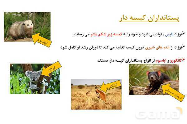 پاور علوم نهم فصل 14: جانوران مهره دار- پیش نمایش