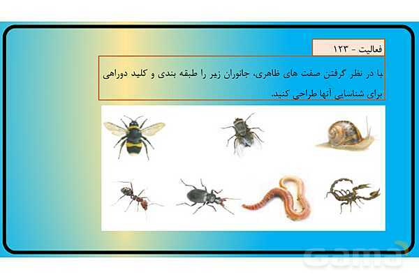 پاور فصل 11 گوناگونی جانوران | گوناگونی جانداران - پیش نمایش