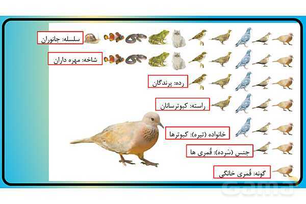 پاور فصل 11 گوناگونی جانوران | گوناگونی جانداران - پیش نمایش