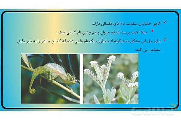 پاور فصل 11 گوناگونی جانوران | گوناگونی جانداران - پیش نمایش