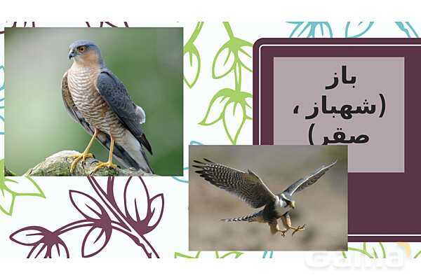 پاور فارسی دوازدهم | پرندگان نمادین در درس سیمرغ- پیش نمایش