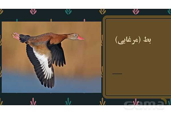 پاور فارسی دوازدهم | پرندگان نمادین در درس سیمرغ- پیش نمایش