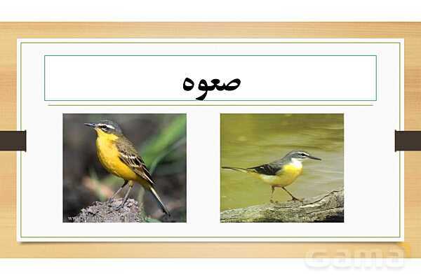 پاور فارسی دوازدهم | پرندگان نمادین در درس سیمرغ- پیش نمایش