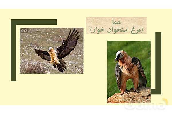 پاور فارسی دوازدهم | پرندگان نمادین در درس سیمرغ- پیش نمایش