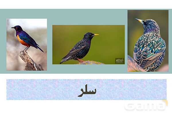 پاور فارسی دوازدهم | پرندگان نمادین در درس سیمرغ- پیش نمایش