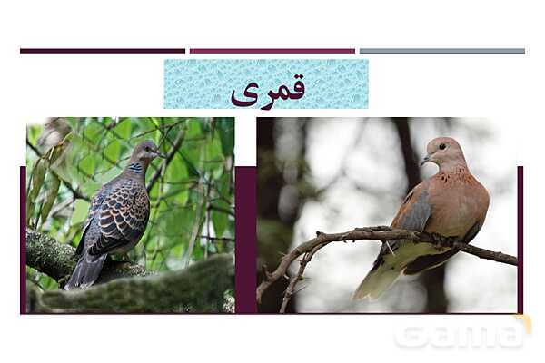 پاور فارسی دوازدهم | پرندگان نمادین در درس سیمرغ- پیش نمایش