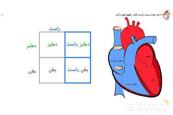 پاورپوینت تدریس گفتار 1 فصل 4 زیست دهم به روش نقشه ذهنی- پیش نمایش
