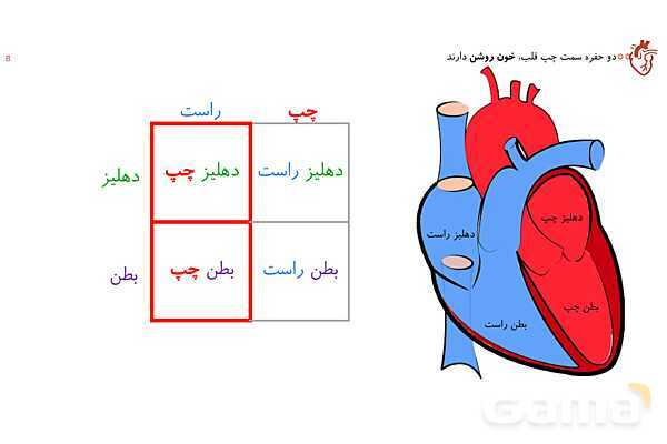 پاورپوینت تدریس گفتار 1 فصل 4 زیست دهم به روش نقشه ذهنی- پیش نمایش