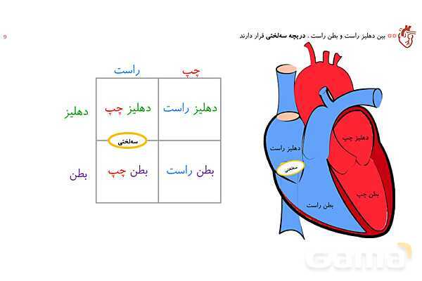 پاورپوینت تدریس گفتار 1 فصل 4 زیست دهم به روش نقشه ذهنی- پیش نمایش