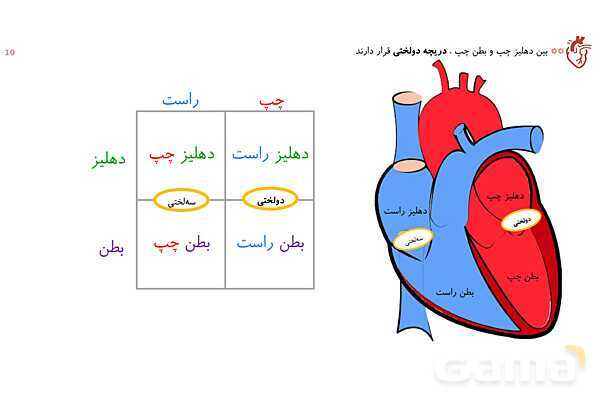 پاورپوینت تدریس گفتار 1 فصل 4 زیست دهم به روش نقشه ذهنی- پیش نمایش