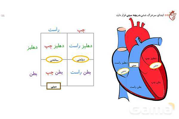 پاورپوینت تدریس گفتار 1 فصل 4 زیست دهم به روش نقشه ذهنی- پیش نمایش