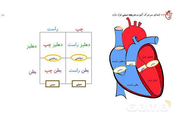 پاورپوینت تدریس گفتار 1 فصل 4 زیست دهم به روش نقشه ذهنی- پیش نمایش