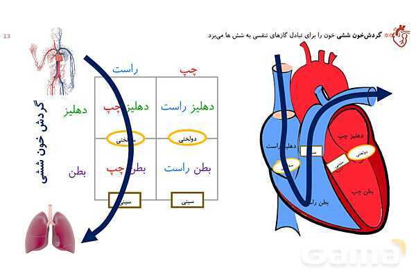 پاورپوینت تدریس گفتار 1 فصل 4 زیست دهم به روش نقشه ذهنی- پیش نمایش