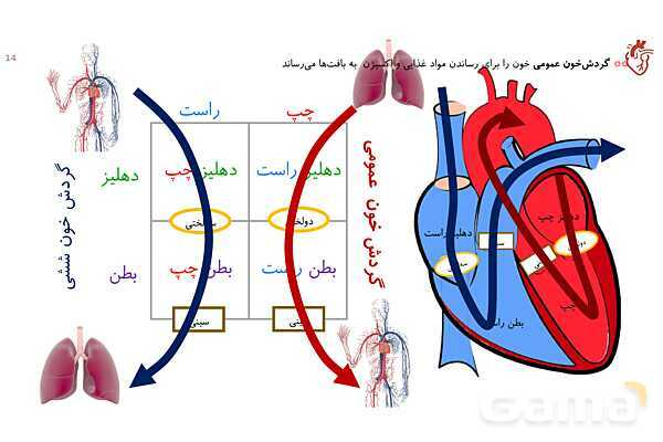 پاورپوینت تدریس گفتار 1 فصل 4 زیست دهم به روش نقشه ذهنی- پیش نمایش