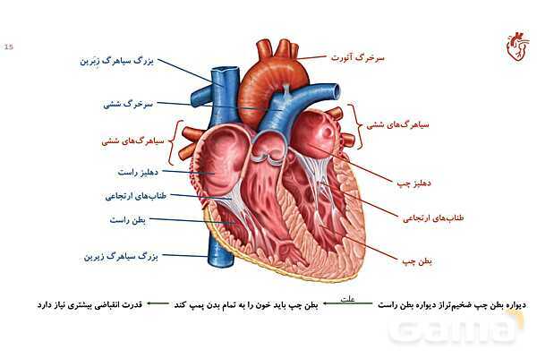 پاورپوینت تدریس گفتار 1 فصل 4 زیست دهم به روش نقشه ذهنی- پیش نمایش