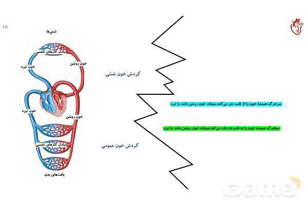 پاورپوینت تدریس گفتار 1 فصل 4 زیست دهم به روش نقشه ذهنی- پیش نمایش