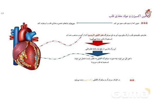 پاورپوینت تدریس گفتار 1 فصل 4 زیست دهم به روش نقشه ذهنی- پیش نمایش