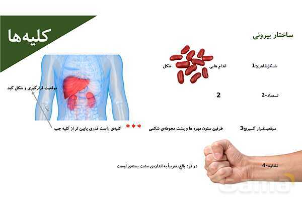 پاورپوینت تدریس گفتار 1 فصل 5 زیست دهم به روش نقشه ذهنی- پیش نمایش