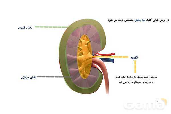 پاورپوینت تدریس گفتار 1 فصل 5 زیست دهم به روش نقشه ذهنی- پیش نمایش