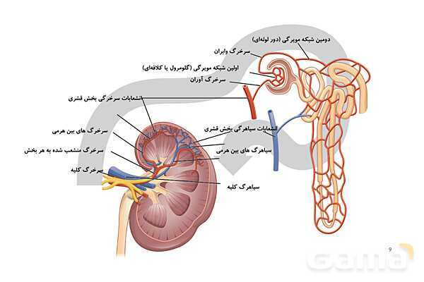 پاورپوینت تدریس گفتار 1 فصل 5 زیست دهم به روش نقشه ذهنی- پیش نمایش