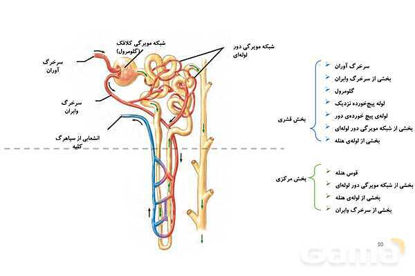 پاورپوینت تدریس گفتار 1 فصل 5 زیست دهم به روش نقشه ذهنی- پیش نمایش