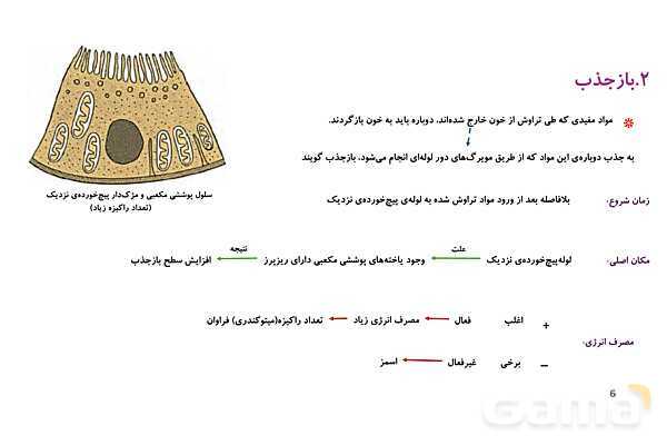 پاورپوینت تدریس گفتار 2 فصل 5 زیست دهم به روش نقشه ذهنی- پیش نمایش