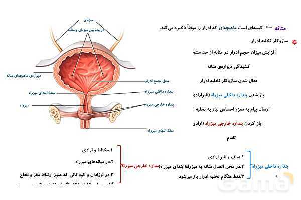 پاورپوینت تدریس گفتار 2 فصل 5 زیست دهم به روش نقشه ذهنی- پیش نمایش