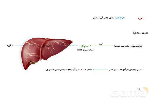 پاورپوینت تدریس گفتار 2 فصل 5 زیست دهم به روش نقشه ذهنی- پیش نمایش
