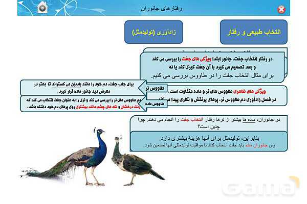 پاور تدریس زیست دوازدهم | فصل 8: رفتارهای جانوران (گفتار 1 تا 3)- پیش نمایش
