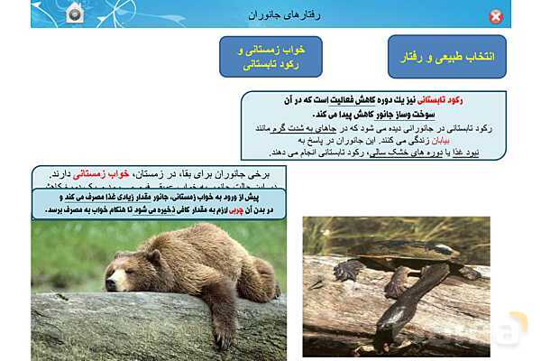 پاور تدریس زیست دوازدهم | فصل 8: رفتارهای جانوران (گفتار 1 تا 3)- پیش نمایش