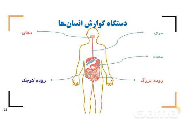 پاور درس 9 علوم چهارم | بدن ما- پیش نمایش