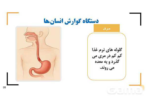 پاور درس 9 علوم چهارم | بدن ما- پیش نمایش