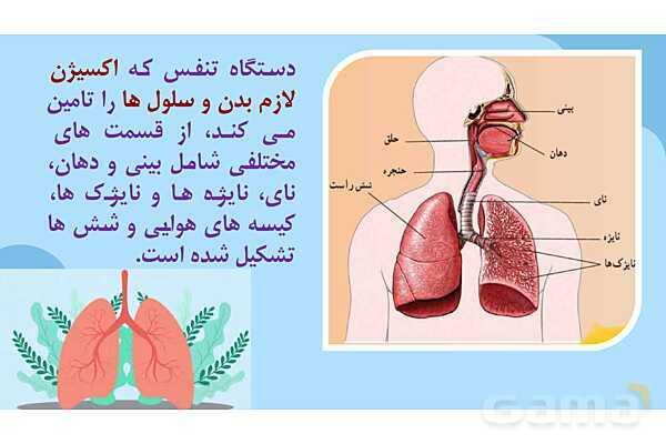 پاور درس 10 علوم چهارم | بدن ما- پیش نمایش