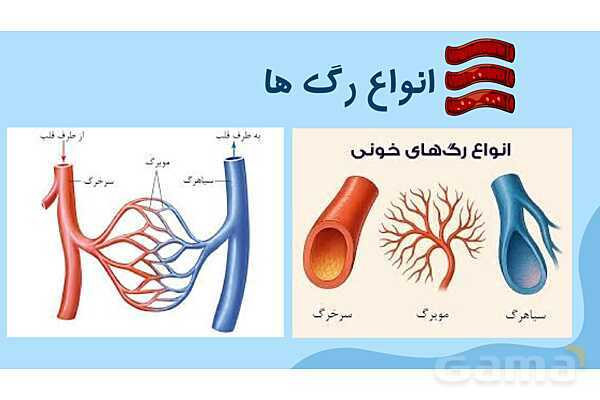 پاور درس 10 علوم چهارم | بدن ما- پیش نمایش